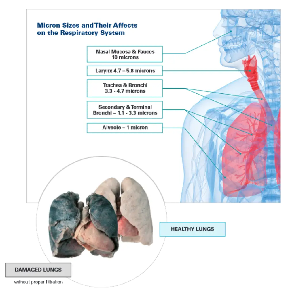 Micron Size Graphic showing their affect on the Respiratory System with images of healthy and damanged lungs